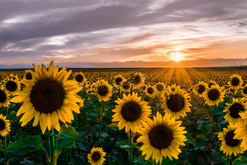 Sunflower Project